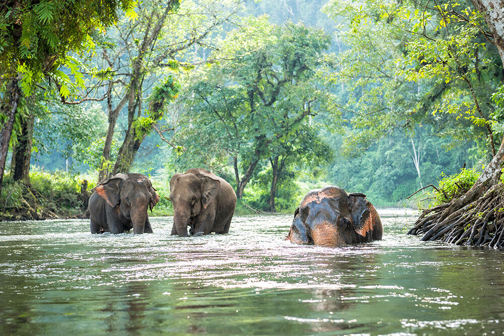 Capture the serene beauty of the Cardamom Mountains’ natural landscapes